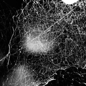 HADOPELAGYAL </br><i>Haematophoryktos</i></br> LP </br>Slipcase