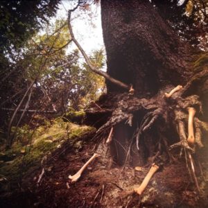 MISANTROPICAL PAINFOREST / W.A.I.L. </br><i>Split</i></br> CD
